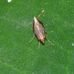 Cephaloconus tenebrosus