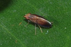 Cephaloconus tenebrosus