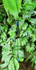 Caconeura ramburi