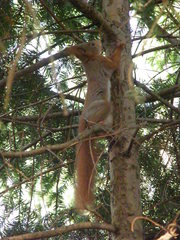 Sciurus vulgaris