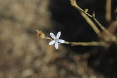 Dianthus strictus