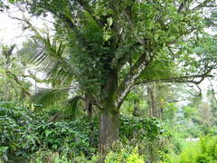 Dendrophthoe falcata