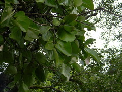 Dendrophthoe trigona