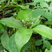 Dictyospermum ovalifolium - Photo (c) shivaprakash, some rights reserved (CC BY-NC)