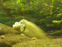 Steatocranus tinanti