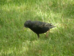 Sturnus vulgaris