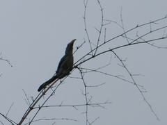 Ocyceros birostris