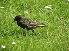 Sturnus vulgaris