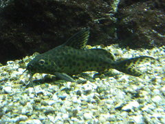 Synodontis njassae