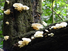 Panellus pusillus