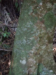 Psoromidium aleuroides