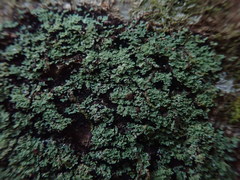 Psoromidium aleuroides