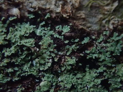 Psoromidium aleuroides