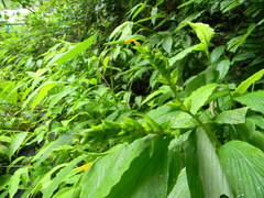 Globba marantina