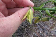 Albuca flaccida