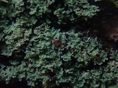 Psoromidium aleuroides