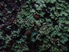 Psoromidium aleuroides