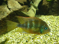 Thorichthys aureus