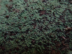 Psoromidium aleuroides