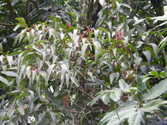 Macrosolen parasiticus