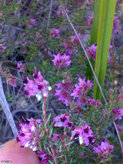 Erica filiformis