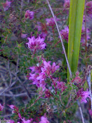 Erica filiformis