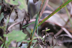 Acrida cinerea