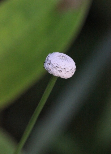 Eriocaulon australe (Eriocaulon australe)