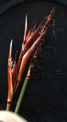 Willdenowia arescens