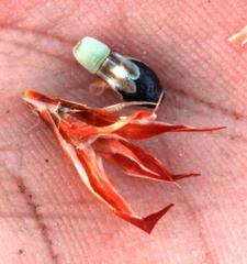 Willdenowia arescens