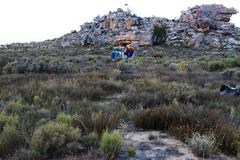 Willdenowia arescens