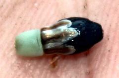 Willdenowia arescens