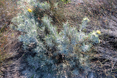 Leucospermum tomentosum