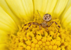 Australomisidia ergandros