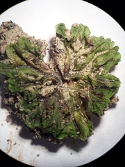 Symphyogyna undulata