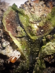 Symphyogyna undulata