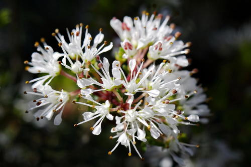 Agathosma bisulca