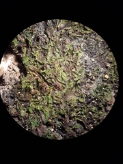 Symphyogyna undulata