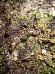 Symphyogyna undulata