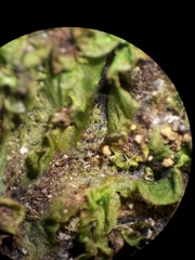 Symphyogyna undulata