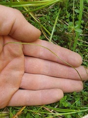 Lilaeopsis ruthiana