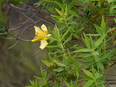 Hypericum mysurense