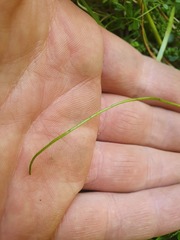 Lilaeopsis ruthiana