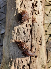 Schizoglossa