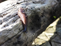 Schizoglossa