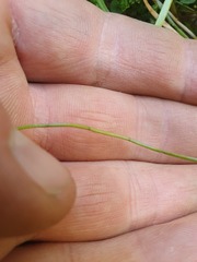 Lilaeopsis ruthiana