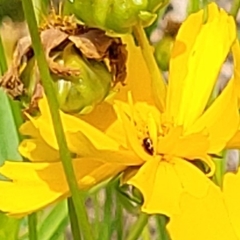 Diabrotica undecimpunctata