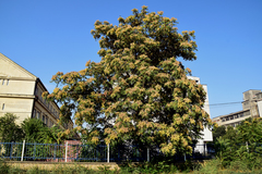 Ailanthus altissima