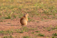 Spermophilus fulvus