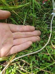 Lilaeopsis ruthiana